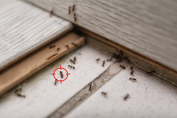 Pest Prevention Services in Navarre Beach, FL
